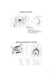 antro oculare muscolatura dell`occhio