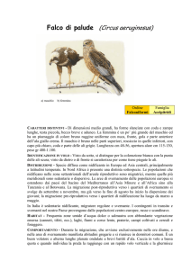 Falco di palude (Circus aeruginosus)