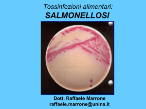 salmonellosi - Docenti.unina