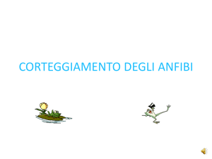corteggiamento degli anfibi