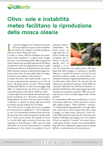 Olivo: sole e instabilità meteo facilitano la riproduzione della mosca
