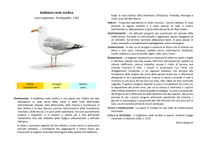 Gabbiano reale nordico