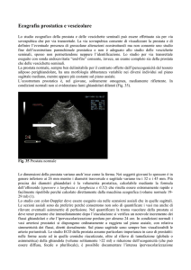 Eco prostata e vescicole