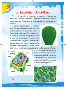 La fotosintesi clorofilliana