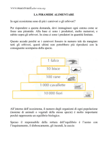 la piramide alimentare