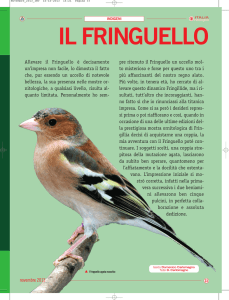 il fringuello