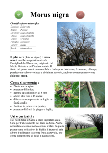 Morus nigra