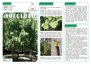 Il nome del genere “Corylus” deriva dal greco “kóris”, che significa