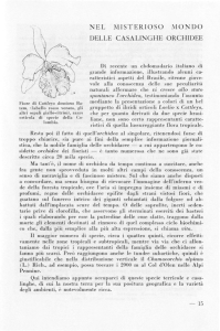 nel misterioso mondo delle casalinghe orchidee