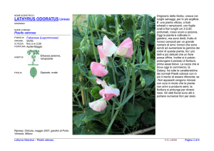 LATHYRUS ODORATUS Linneo