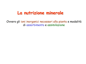 Presentazione di PowerPoint