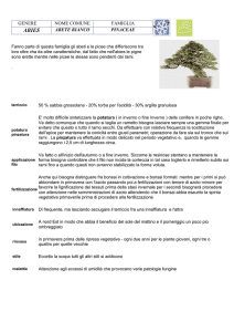 GENERE NOME COMUNE FAMIGLIA ABETE BIANCO PINACEAE