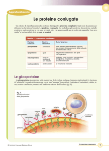 Le proteine coniugate