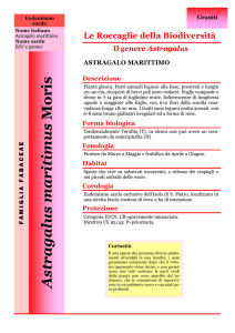 Astragalus maritimus.pub