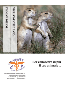 Cane della prateria - Clinica Veterinaria Omniavet