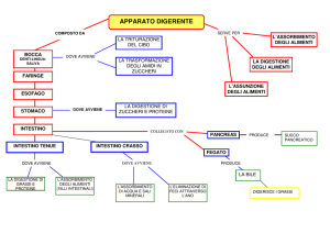 APPARATO DIGERENTE