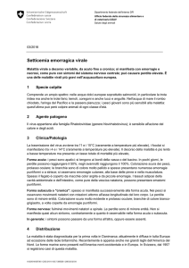 Setticemia emorragica virale