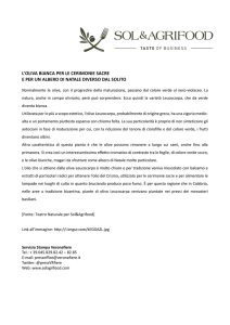 l`oliva bianca per le cerimonie sacre e per un albero di natale