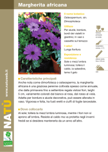 Margherita africana
