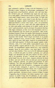 324 LAMIAGEE. quasi orizzontali e giallicce. Il fusto è alto da 2
