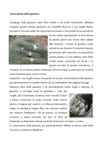 Lavorazione della ginestra L`impiego della ginestra come fibra
