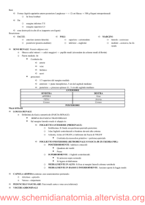 Condividi - Schemi di Anatomia Umana