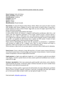 SCHEDA IDENTIFICAZIONE CEDRO DEL LIBANO Nome Comune
