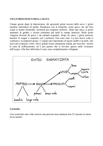 Il ciclo biologico della rana