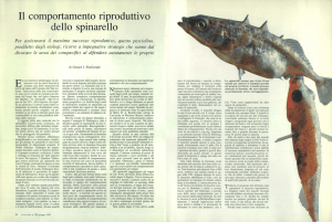comportamento riproduttivo