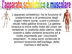 apparato scheletrico