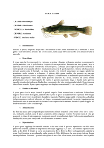 PESCE GATTO - Ufficio Pesca della Provincia di Grosseto