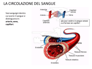 L`APPARATO CARDIOCIRCOLATORIO