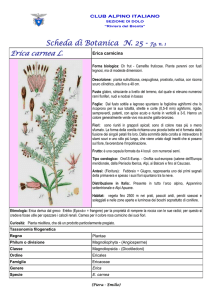 Erica carnea