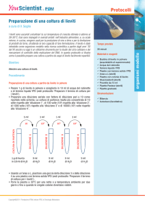 Preparazione di una coltura di lieviti