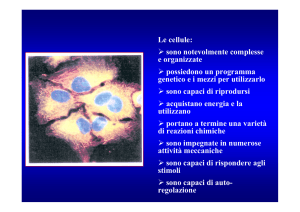 Presentazione di PowerPoint