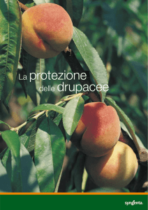 La protezione del ciliegio
