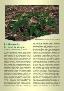 Lo Stramonio, l`erba delle streghe