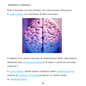 18 ENCEFALO O CERVELLO Esso è formato da due