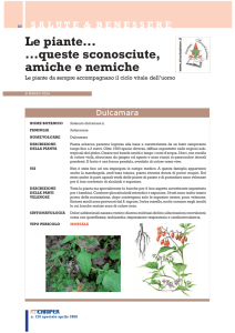 Le piante... ...queste sconosciute, amiche e nemiche