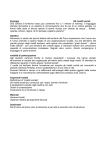 Zoologia Gli insetti sociali Una colonia di formiche rosse