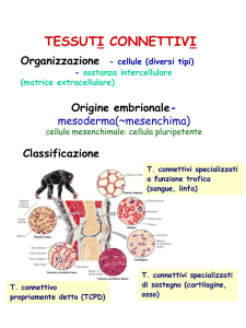2014.15.Tessuto connettivo