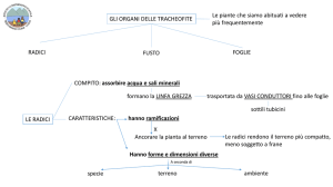 Radici, fusto, gemme e foglie (CL.1^)