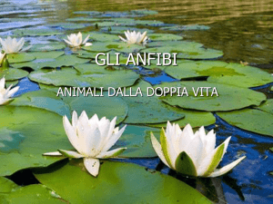 GLI ANFIBI