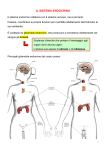 Sistema endocrino