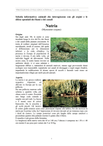 5. La nutria - CasaleInforma