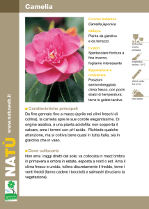 Camelia - Dichio