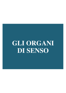 GLI ORGANI DI SENSO