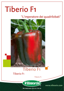 Tiberio F1