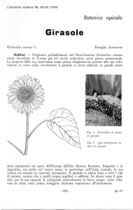 Girasole - WordPress.com