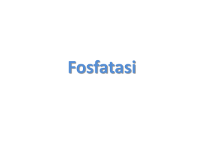 6 fosfatasi - Sito dei docenti di Unife
